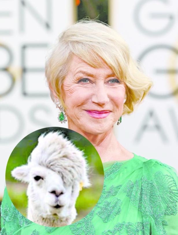 Helen Mirren mit einem Alpaka-Meme-Overlay auf einem roten Teppich.