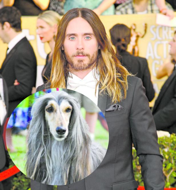 Jared Leto mit einem Bild von einem Afghanischen Windhund überlagert.