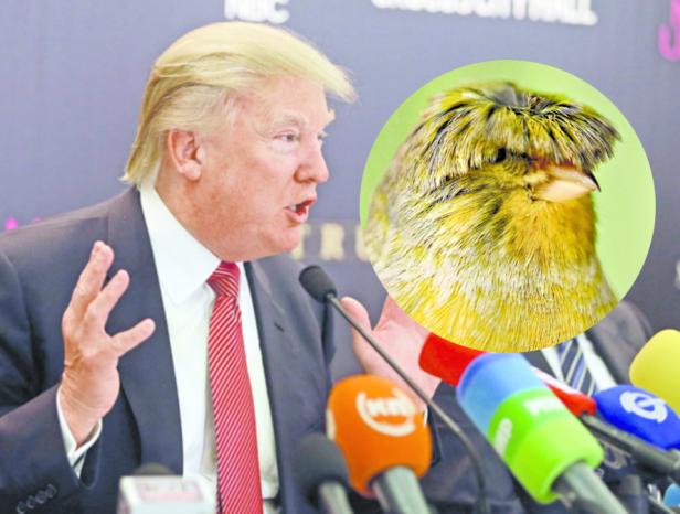 Donald Trump spricht vor Mikrofonen, überlagert von einem Bild eines gelben Vogels mit ähnlicher Frisur.