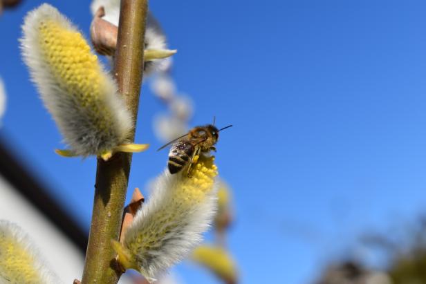 Wieder mehr Bienen unterwegs: Was man im Frühling für die Tiere tun kann