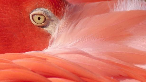 Flamingos: Rosa Anmut auf einem Bein