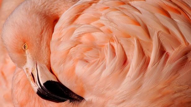 Flamingos: Rosa Anmut auf einem Bein