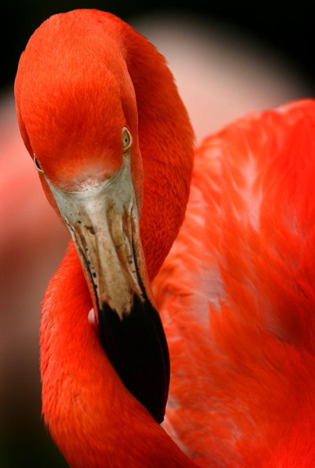 Flamingos: Rosa Anmut auf einem Bein