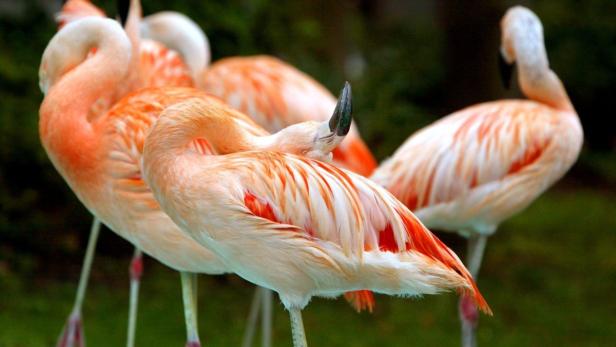 Flamingos: Rosa Anmut auf einem Bein