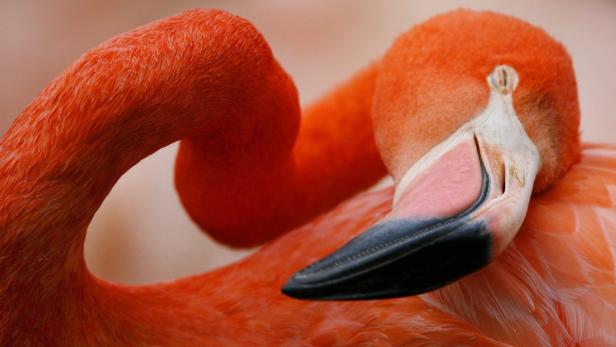 Flamingos: Rosa Anmut auf einem Bein