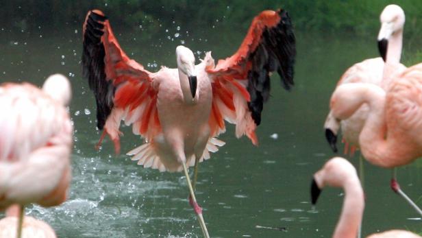 Flamingos: Rosa Anmut auf einem Bein