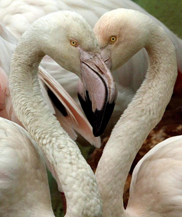 Flamingos: Rosa Anmut auf einem Bein