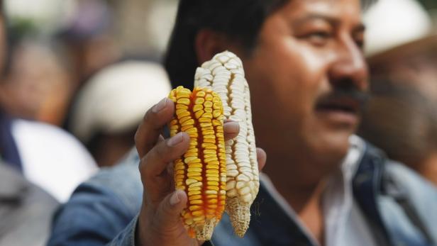 Monsanto zieht Gentechnik-Anträge in EU zurück