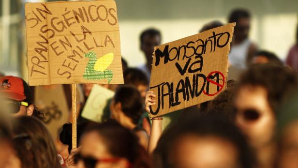 Monsanto zieht Gentechnik-Anträge in EU zurück