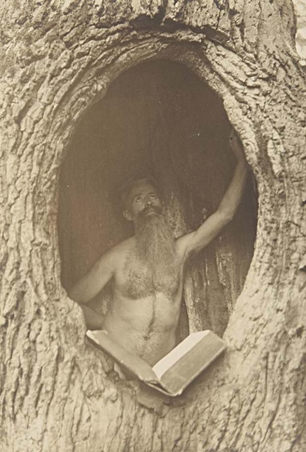 Ein Mann mit Bart sitzt in einem hohlen Baum und liest ein Buch.