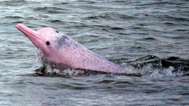 Ein rosafarbener Amazonas-Flussdelfin schwimmt im Wasser.