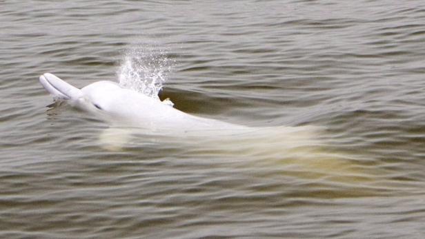 Ein Albino-Delfin schwimmt im trüben Wasser.