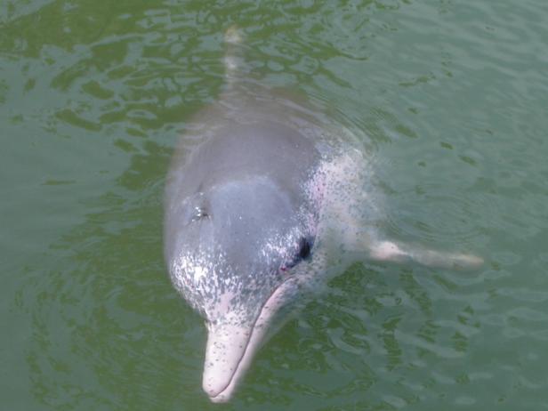 Ein rosafarbener Delfin schwimmt im trüben Wasser.
