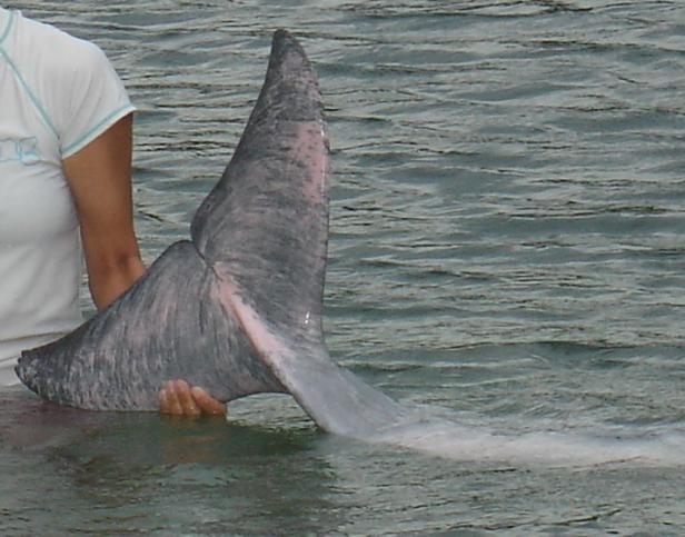 Eine Person hält die Schwanzflosse eines Delfins im Wasser.