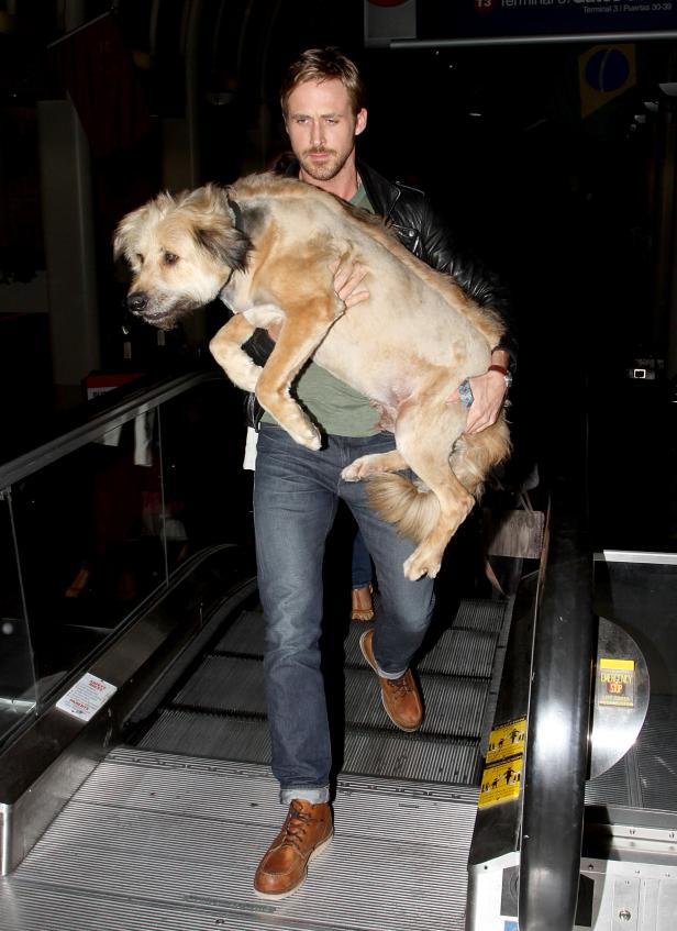 Ryan Gosling trägt seinen Hund auf einer Rolltreppe.