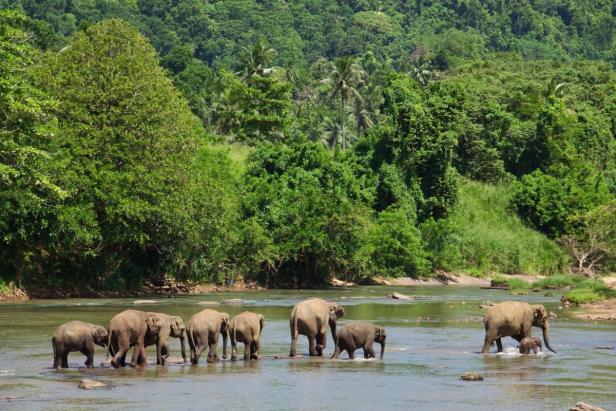 Sri Lanka & Malediven: Elefanten, Buddha, Traumstrände