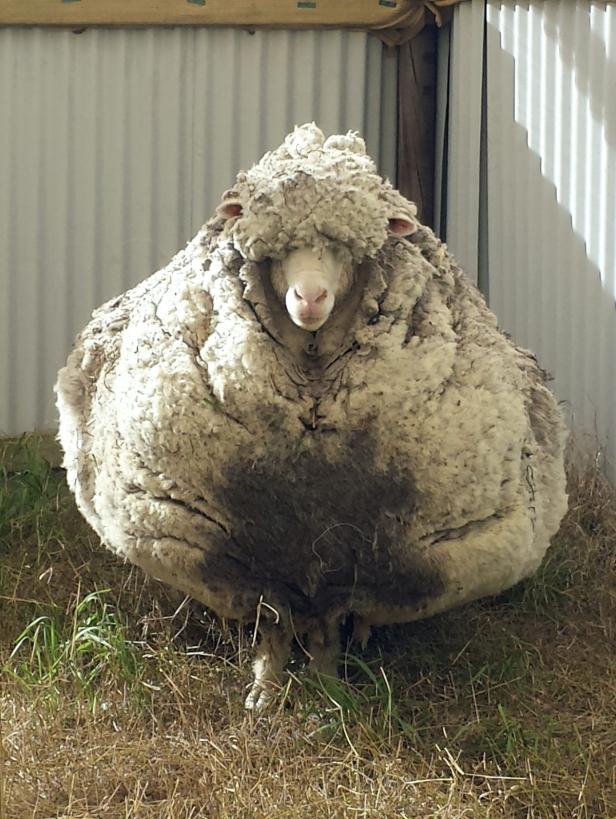 Chris, das voluminöseste Schaf, wurde geschoren