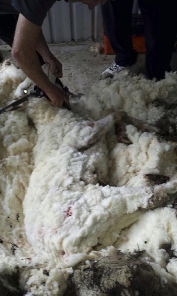 Chris, das voluminöseste Schaf, wurde geschoren
