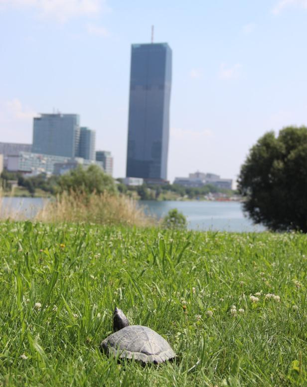 Wildes Wien: Schildkröte auf Donauinsel