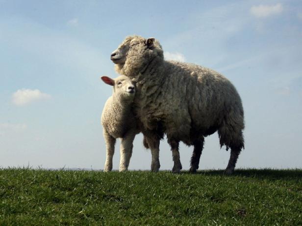 Essen der Rekorde: Der größte Schafskäse der Welt