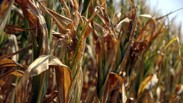 Hitze und Trockenheit setzten Landwirtschaft zu