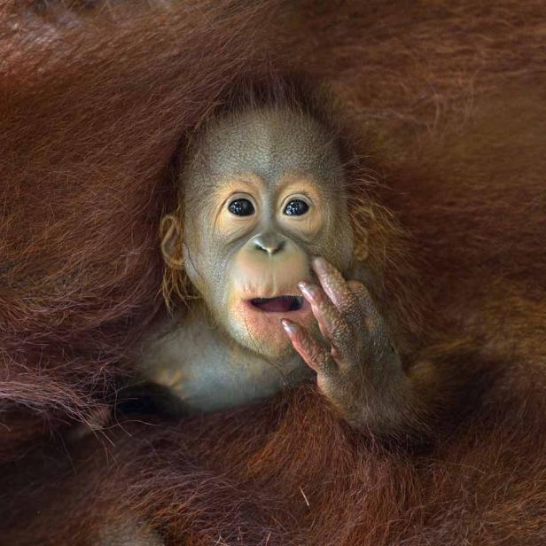 Ein Orang-Utan-Baby schaut aus dem Fell seiner Mutter hervor.