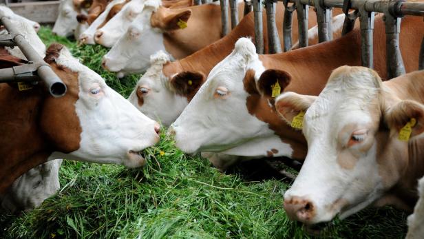 Schultes appelliert an Bauern: Produziert weniger Milch