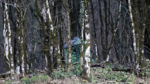 Ein getarntes Jagdzelt steht versteckt zwischen Bäumen im Wald.