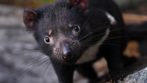 Seuche bedroht Tasmanischen Teufel