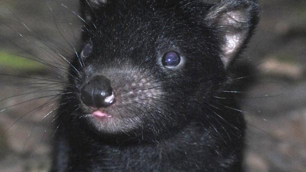 Seuche bedroht Tasmanischen Teufel