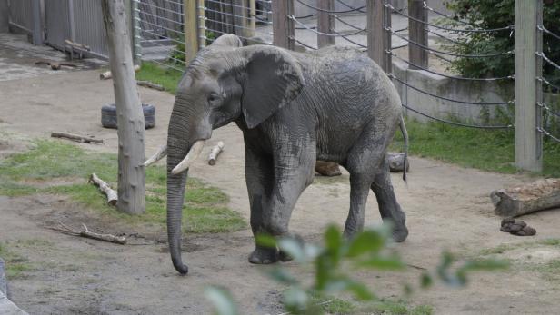 Neuer Elefant im Tiergarten Schönbrunn
