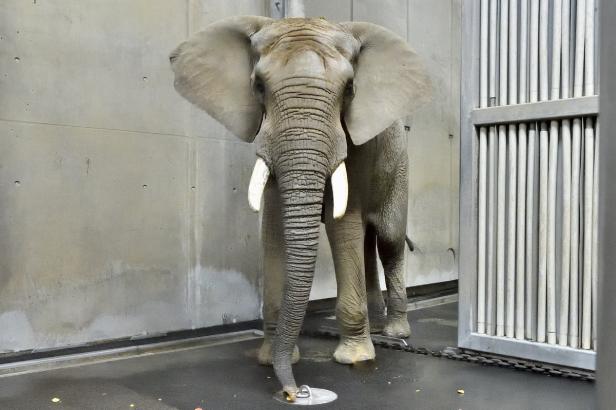 Neuer Elefant im Tiergarten Schönbrunn