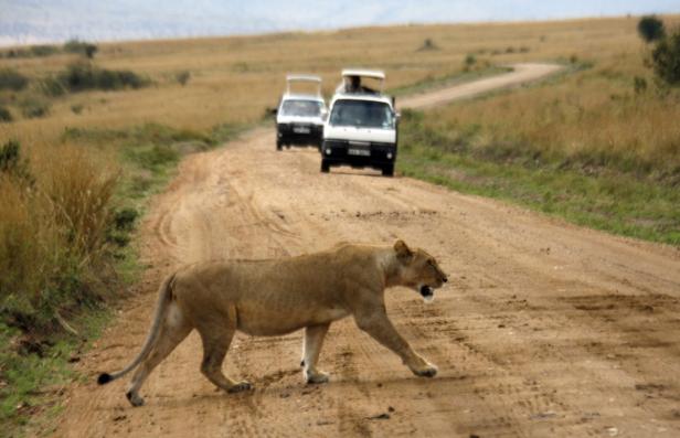 Diese Tiere brauchen dringend Schutz