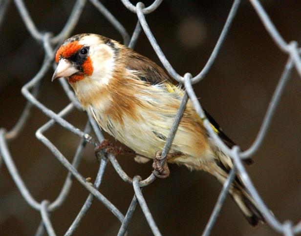 Diese Tiere brauchen dringend Schutz