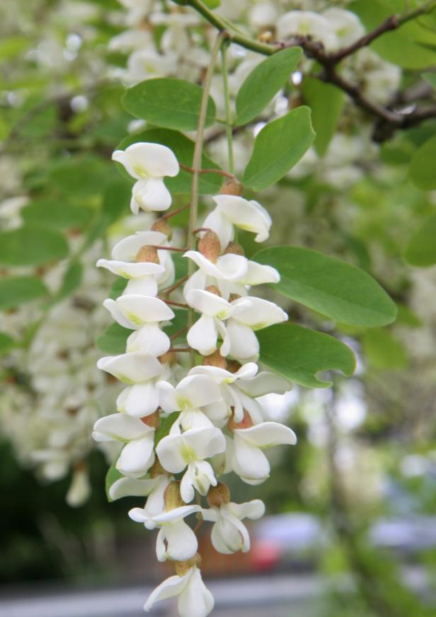 Ein Zweig mit weißen Robinienblüten hängt herab.