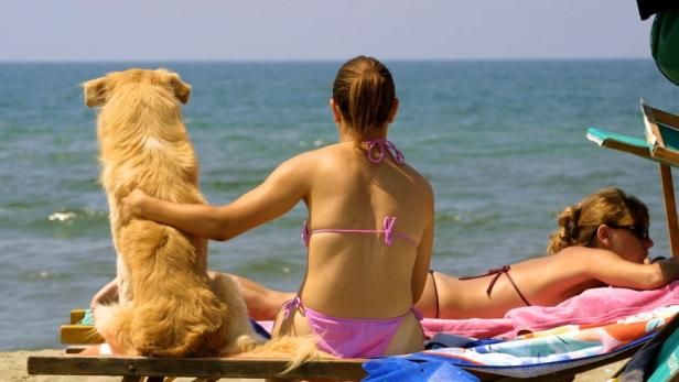 Mit dem Hund auf Autoreisen
