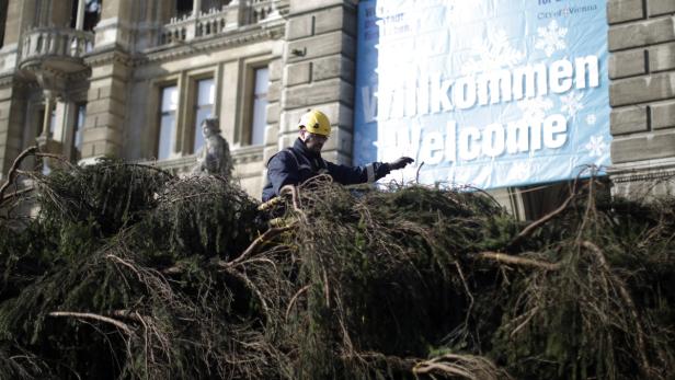 Ein Arbeiter mit Schutzhelm hantiert mit einem großen Weihnachtsbaum vor einem Gebäude in Wien.