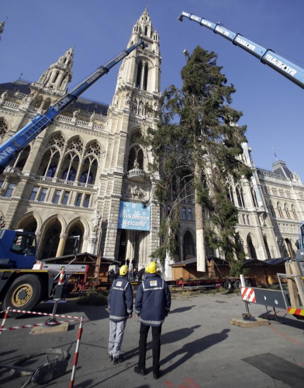 Zwei Kräne stellen einen Weihnachtsbaum vor dem Wiener Rathaus auf.