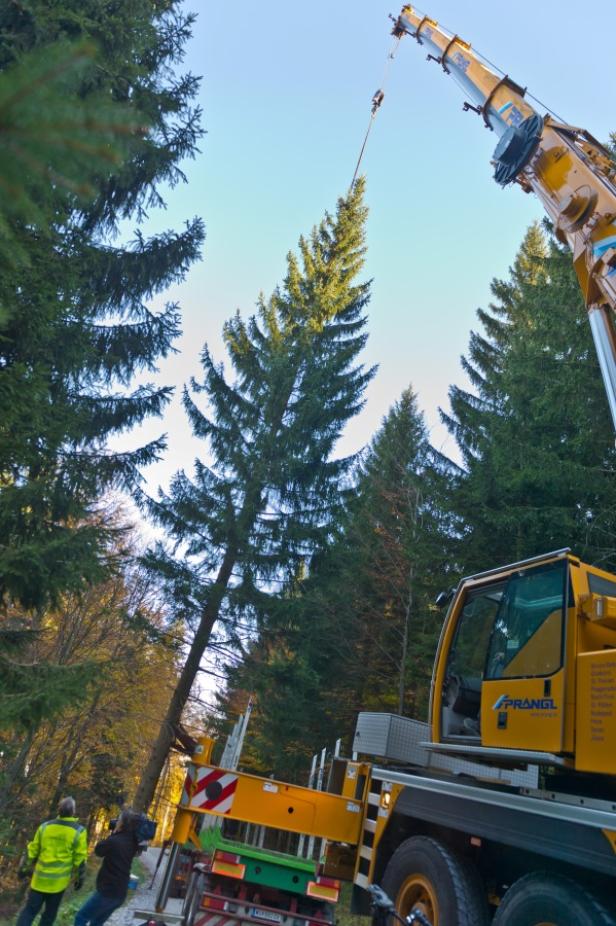 Ein Kran hebt einen großen Baum in einem Wald an.