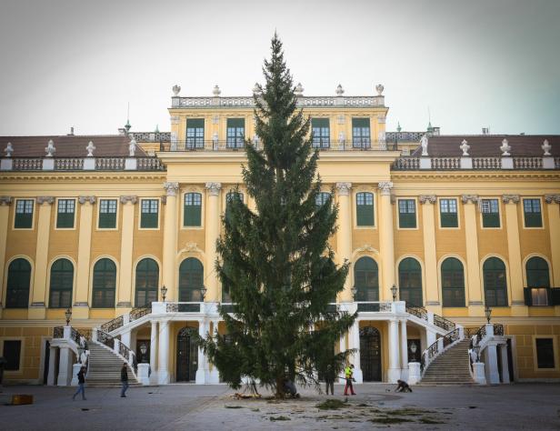 Ein großer Weihnachtsbaum steht vor Schloss Schönbrunn in Wien.