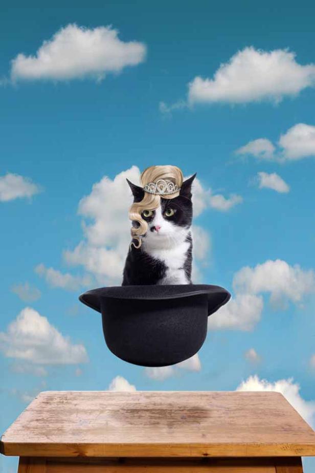 Eine Katze mit Perücke und Diadem sitzt in einem schwarzen Zylinder vor blauem Himmel.