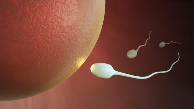 Eizell- & Embryonenspende: Segen oder Risiko?