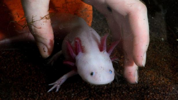 Für immer jung: Axolotl als "Stargast" im Agrarium