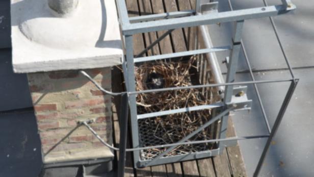 Ein Vogelnest mit einem Jungvogel befindet sich in einem Metallkäfig auf einem Dach.