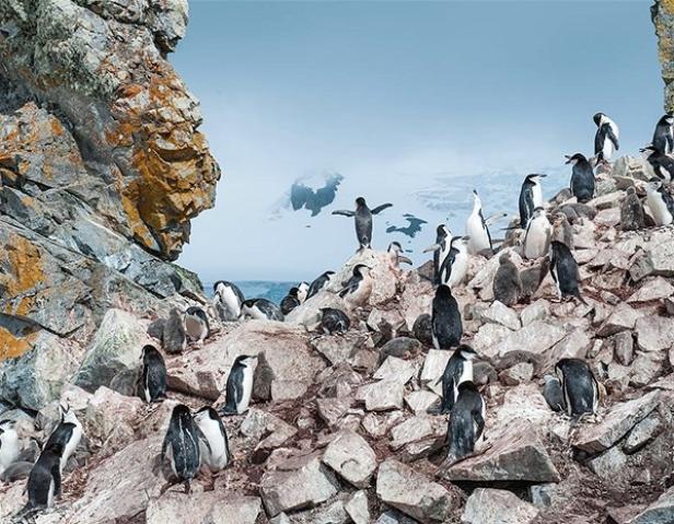 Eine Kolonie von Pinguinen auf einem felsigen Hang in einer schneebedeckten Landschaft.