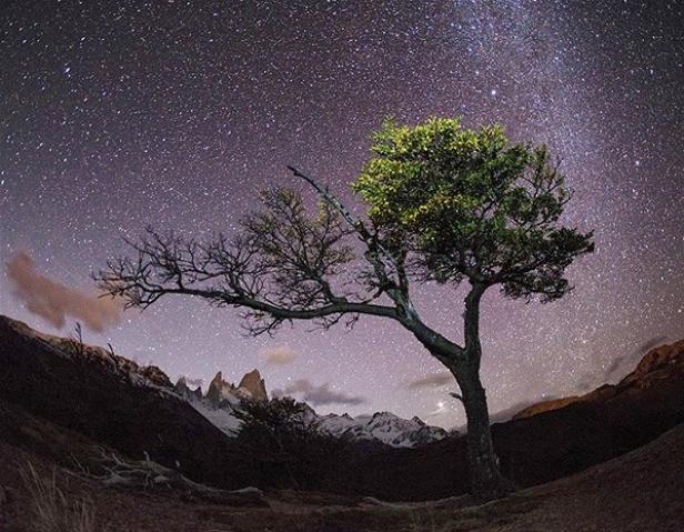 Ein Baum steht vor dem Nachthimmel voller Sterne.