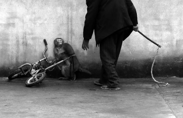 Ausstellung: Weltbeste Pressefotos in Wien