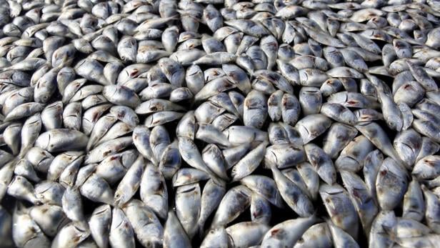 Eine große Menge toter Fische liegt dicht an dicht nebeneinander.