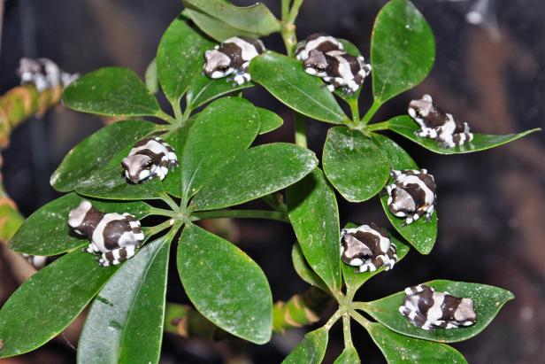Mehrere gestreifte Baumsteigerfrösche sitzen auf grünen Blättern.