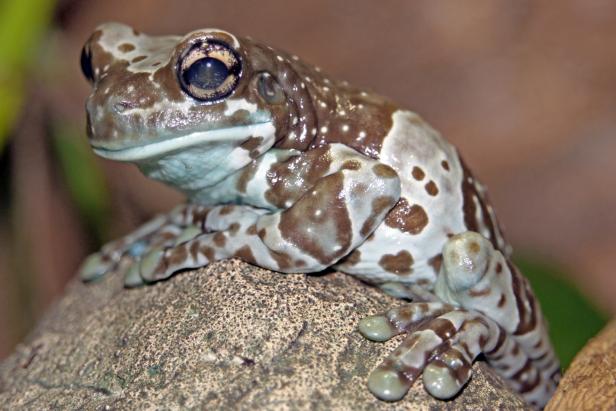 Ein braun-weiß gefleckter Frosch sitzt auf einem Stein.